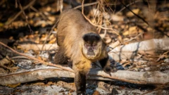 Macaco-pregocasa de aposta on linemeio às cinzascasa de aposta on lineuma região tomada pelo fogo no Pantanal