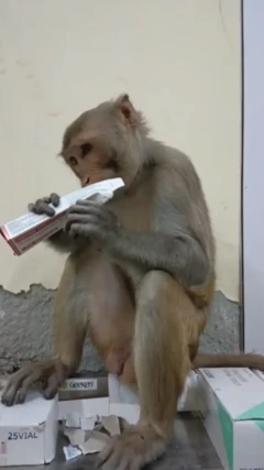 વાંદરો, હોસ્પિટલ, પંજાબ