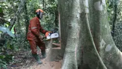 A worker legally cuts a tree by an industrial company near Kisangani in the north-east of the Democratic Republic of Congo