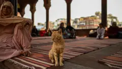 یک زن مسلمان در مسجد جامع مسجد در محله‌ای قدیمی دهلی در کنار یک گربه نشسته