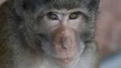 monkey