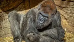 স্যান ডিয়েগোর সাফারি পার্কের একটি গরিলা