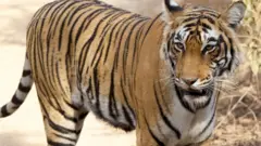 A tiger in a sandy area