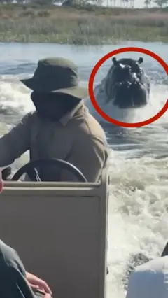 Бегемот плывет за лодкой