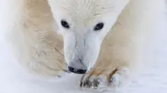 белый медведь крупным планом