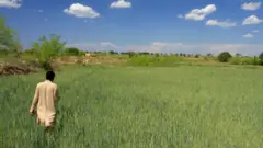 زراعت