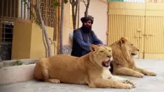ਸ਼ੇਰ