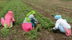 இயற்கை வேளாண்மை