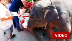 எனக்கும் பசிக்கும்ல.. நானும் சாப்பிடனும்ல.! தாய்லாந்தில் பசியால் கடைக்குள் புகுந்த யானை