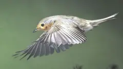 Burung robin