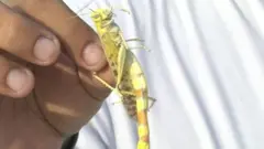 टिड्डे