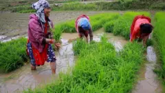 धान रोपाइँ