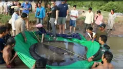 Sting-ray thumb