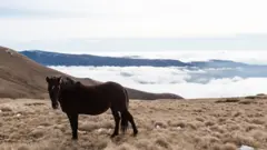 Konji su čest prizor na Staroj planini