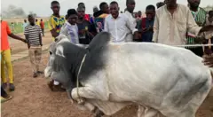 Gasar maraki