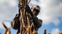 hombre carga caña de azúcar en un campo de república dominicana