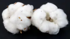 பருத்தியில் தயாராகும் பேட்டரி