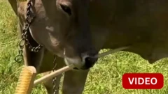 காணொளி- பிரஷ் கொண்டு முதுகு சொரியும் மாடு