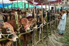 আগামী দুইদিন বৃষ্টি ভোগান্তি বাড়াতে পারে কোরবানির পশুর হাটে