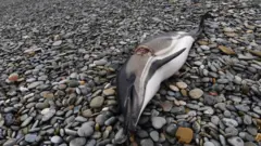 زندگی موجودات دریایی