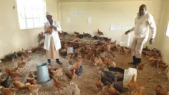 በቀድሞው የትምህርት ክፍል ውስጥ ዶሮ ማርባት የጀመረው ጆሴፍ