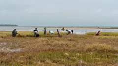 বৃষ্টির পানিতে তলিয়ে যাওয়া বোরো ধানের জমি, ধান কাটছেন কয়েকজন কৃষক