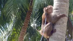 Chained monkey climbs tree