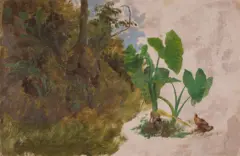Pintura sin terminar de vegetación y planta separada