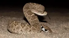 બીબીસી ગુજરાતી સાપ રેટલસ્નેક એરિઝોના સરિસૃપ જંગલ અમેરિકા