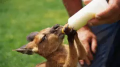 ከም እንስሳ ዘቤት ዝዓቢ ካንጋሮ