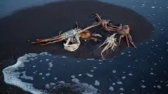 Камчатка