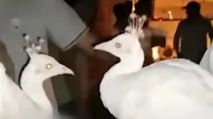 مور