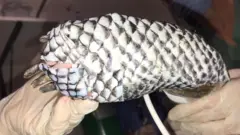Pata de oso hormiguero gigante con piel de tilapia