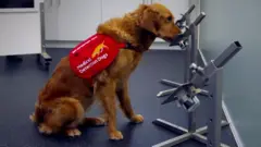 A dog sniffing out coronavirus
