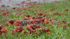 राता गँगटा