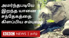 காயங்கள் எதுவும் இல்லை, வனப்பகுதியில் இறந்து கிடந்த யானை; விசாரணை நடத்திவரும் வனத்துறை