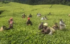 Abimukira b'imbere mu gihugu(abakora akazi ko gusoroma icyayi mu Gisakura)