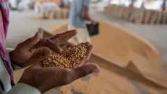 گندم