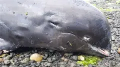 Dead dolphin