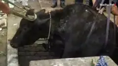 ગાય
