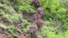 हाथी