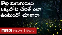 కేరళలో ఆ అద్భుతాన్ని చూడాలంటే.. వేసవి కారు చీకట్లోనే వేచి చూడాలి.