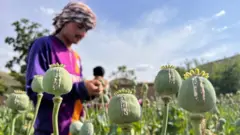 تریاک