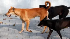 2.40 லட்சம் தெருநாய்களுக்கு சிப் பொருத்தும் டெண்டரில் முறைகேடு என குற்றச்சாட்டு - முழு பின்னணி