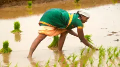 ఎల్ నినో, లా నినా, వాతావరణ మార్పులు, పంటల సాగు, ఆంధ్రప్రదేశ్