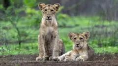 ગીર : સિંહોમાં બબેસિઓસિસ નામના ભયંકર મનાતા રોગચાળાનો ખતરો છે અને બીજી તરફ વનવિભાગ પાસે જરૂરી પશુચિકિત્સકો નથી