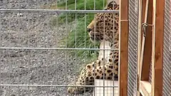 A leopard lies in its enclosure in Nebra