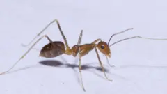مېږی