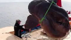 Гигантская рыба-солнце