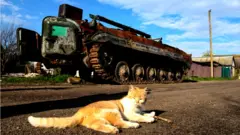 Кот на фоне подбитого российского танка